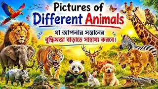 Animal pictures that will strengthen your child's intelligence 
