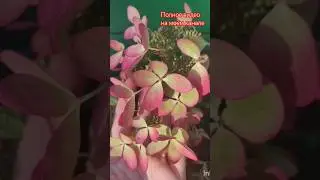Пастель Грин. Весенняя обрезка.
