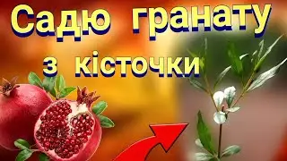 САДЖУ ДЕРЕВЦЯТА ГРАНАТ З КІСТОЧКИ // КОРОТКО ЯК ПОСАДИТИ ГРАНАТ