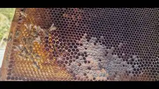 куда исчели пчелы???? 24 октября 2024 г.