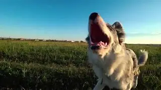 Frisbee Fun