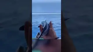 Почему Вы Нигде Не Купите Живого Тунца