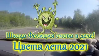 #1 Цвета лета 2021. Шкода Фелиция снова в деле!