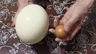 Как приготовить омлет не разбив яйца
