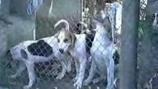 Rus Kopoy Pegaya GSM 00359896487868 Bulgaria