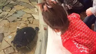 Полтавский кукольный театр принимает маленьких гостей. Представление "Курочка ряба" для детей 1,5-2г