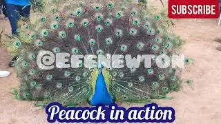 Australian Peacock in action... Beautiful sight to behold again at the zoo