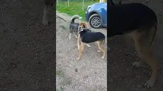 Тихон, мелкий друг Рея!