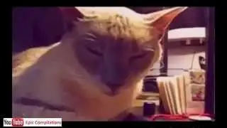 Cats+Dogs22