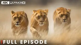 LION PRIDE: Dramatic Moments from Wildlife | 4K UHD | Nature Animal Documentary