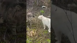 Котячі війни! #kitten #смішнікоти #cutecat #funnycats #кошки #cat