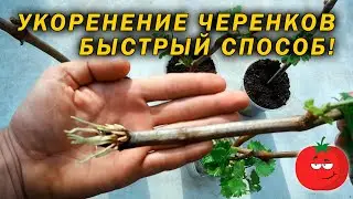 Быстрый способ укоренения черенков!