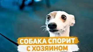 Собака спорит с хозяином