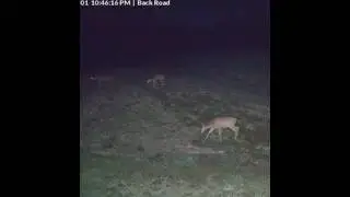 Three black tailed deer wandered through tonight. The frogs are located in a pond behind the deer.