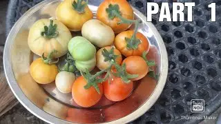 Tomatoes Harvesting || Part 1||