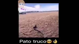 Pato truco