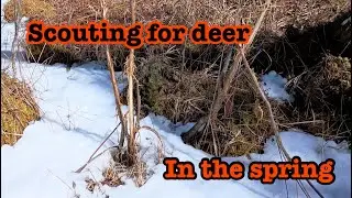 Early Spring Deer Scouting.