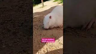 В ПАРКЕ ЛЬВОВ ПРАЙД❤️ Скоро выйдет полное видео #cuteanimals #нутрия #asmr #асмр  #милыеживотные