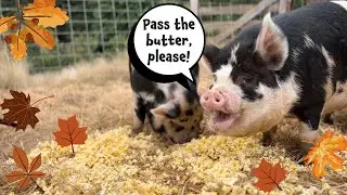 Popcorn Pig-Out!