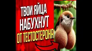 SQUAD - Тандем яйцетестостеронович