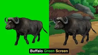 Buffalo Green Screen Background | Buffalo Pose Set | Green Screen Background