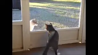Fatal Cattraction