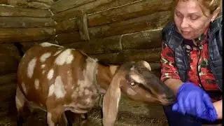 Окот! Козочка родилась с большой проблемой! Красота вокруг!