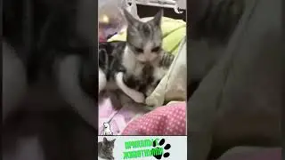 приколы с животными, нарезка , веселые коты и собаки  , кошки  