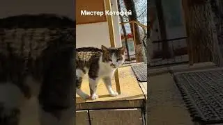 Мистер Котофей