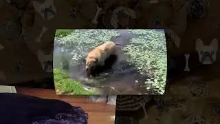 [YTPMV] However, still gagging