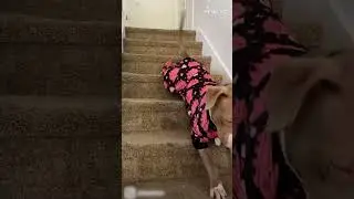 Sliding Dog | Bully Idol's Hilarious Antics!