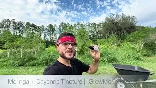 Best Moringa Practices for Green Production | Daily Summer Harvesting