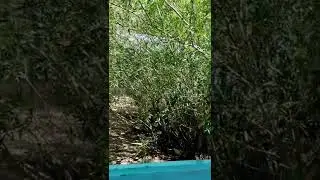 Топар.