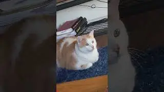 best cat