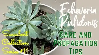 Echeveria Pulidonis | Care and Propagation Tips