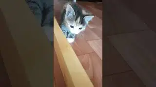 Пятнистая кошечка