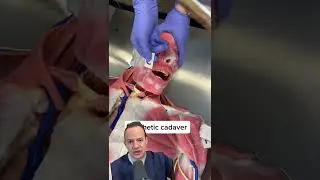 DOCTOR REACTS: REAL OR FAKE CADAVER?!😱 
