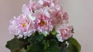 Розовая нежность!😍 Цветущие фиалки ЛЕ-Злато Скифов и СМ- Лесное Волшебство.//#Africanviolets