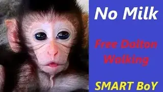Dalton Baby Monkey Learned Walking | Smart Baby Smart Walking | Newborn Babies Monkey
