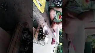 bamasak-masakan nasi goreng