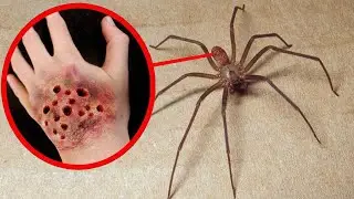 12 Most Deadliest Spiders in the World
