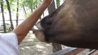 Наши лижутся! Корова  вылизывает нашего папу! И звенит колокольчик,