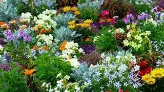 #Gardening at my house  | Organic  Garden#shorts