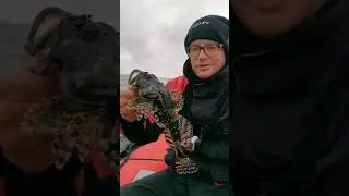 Sea monster! Морской монстр! 🎣 #fishing #bigfish #seafishing #Makšķerēšana #морскаярыбалка #youtube