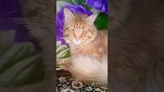 Хахаль на моём месте спит .