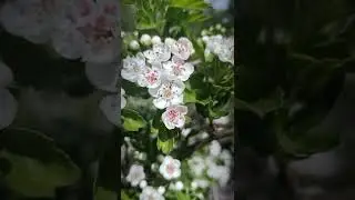 Краса весняна