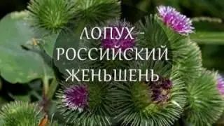 Лопух большой