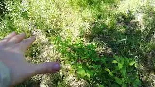 Дерево или сетка. Размышлизмы, пермакультура, паслёновые, почвопокровные.
