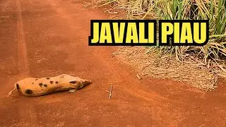 Hunters caça de javali está ao vivo!CAÇADA AO VIVO – JAVALI CORREU DA CANA E CAIU NO CARREADOR!