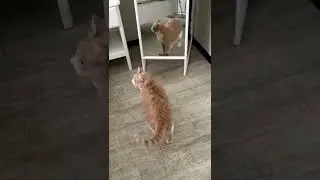 А вас как будит кот по утрам?